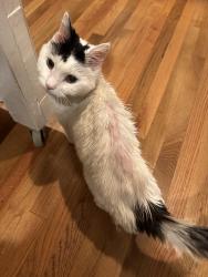 Lost Female Cat last seen Leclaire Road, Chapel Hill, NC 27517