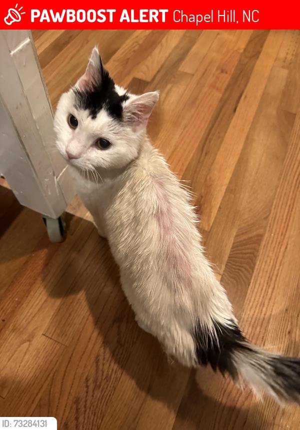 Lost Female Cat last seen Leclaire Road, Chapel Hill, NC 27517