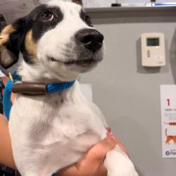 Shelter Stray Male Dog last seen , 3607 N Armenia Ave, Tampa, FL 33607, USA