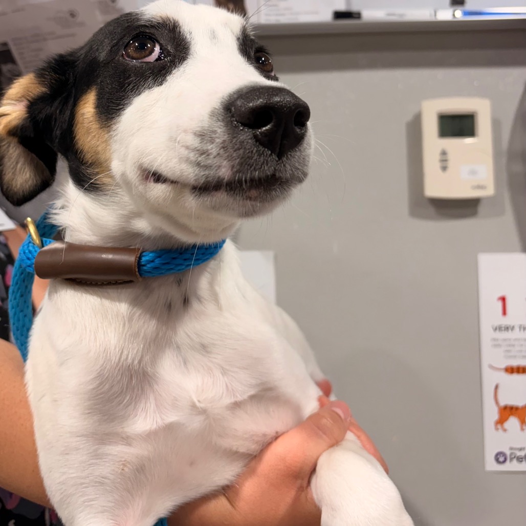 Shelter Stray Male Dog last seen , 3607 N Armenia Ave, Tampa, FL 33607, USA