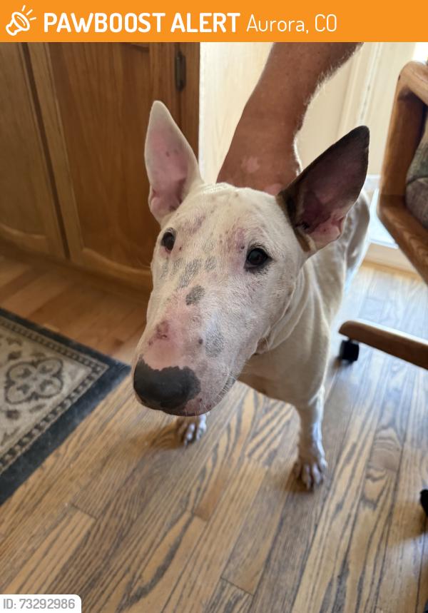 Found/Stray Female Dog last seen Airport Blvd & I-70, Aurora, CO 80011