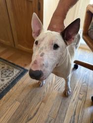 Found/Stray Female Dog last seen Airport Blvd & I-70, Aurora, CO 80011