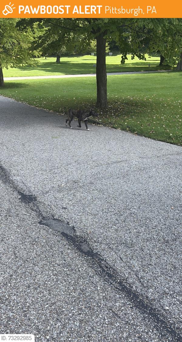 Found/Stray Unknown Dog last seen Running towards penn avenue at the allegheny cemetery, Pittsburgh, PA 15224