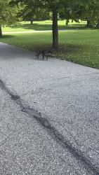 Found/Stray Unknown Dog last seen Running towards penn avenue at the allegheny cemetery, Pittsburgh, PA 15224