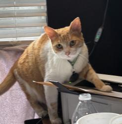 Reunited Male Cat last seen Near Palmer St, Orlando, FL 32801, USA, Orlando, FL 32801