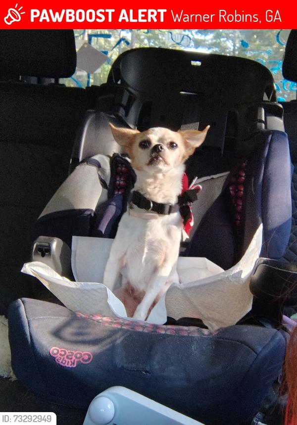 Lost Female Dog last seen Green St & Pleasant Hill, Warner Robins, GA 31093