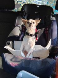 Lost Female Dog last seen Green St & Pleasant Hill, Warner Robins, GA 31093