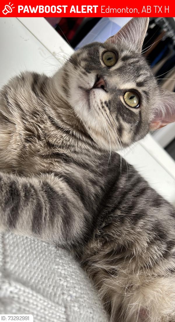Lost Male Cat last seen Near ave, Edmonton, AB T5X 0H7