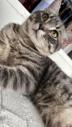 Lost Male Cat last seen Near ave, Edmonton, AB T5X 0H7