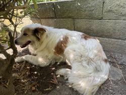 Reunited Unknown Dog last seen Workman Mill, Whittier, CA 90601