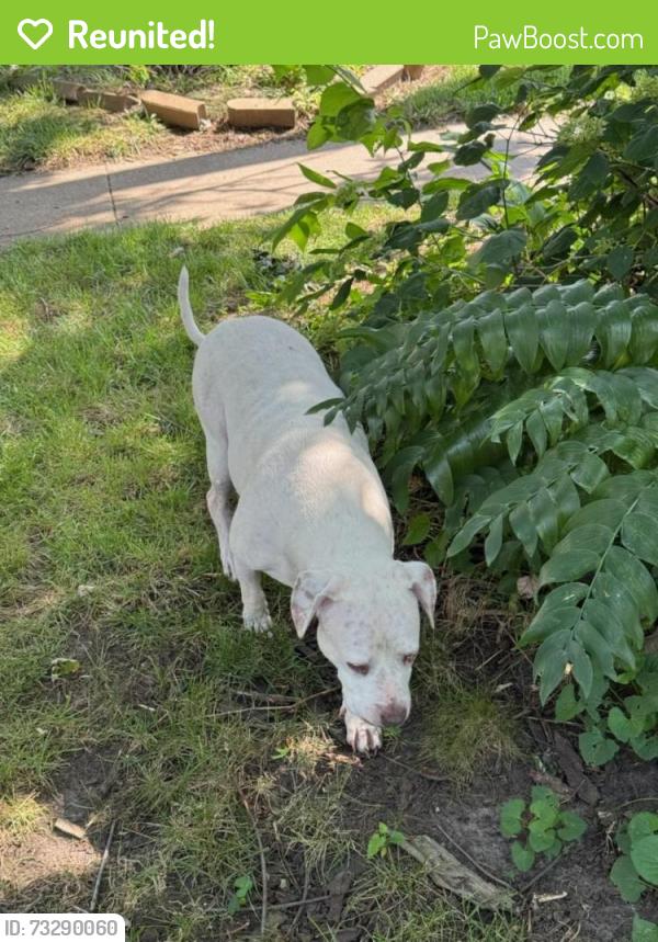 Reunited Female Dog last seen Not far from Cleveland elementary, Cedar Rapids, IA 52405