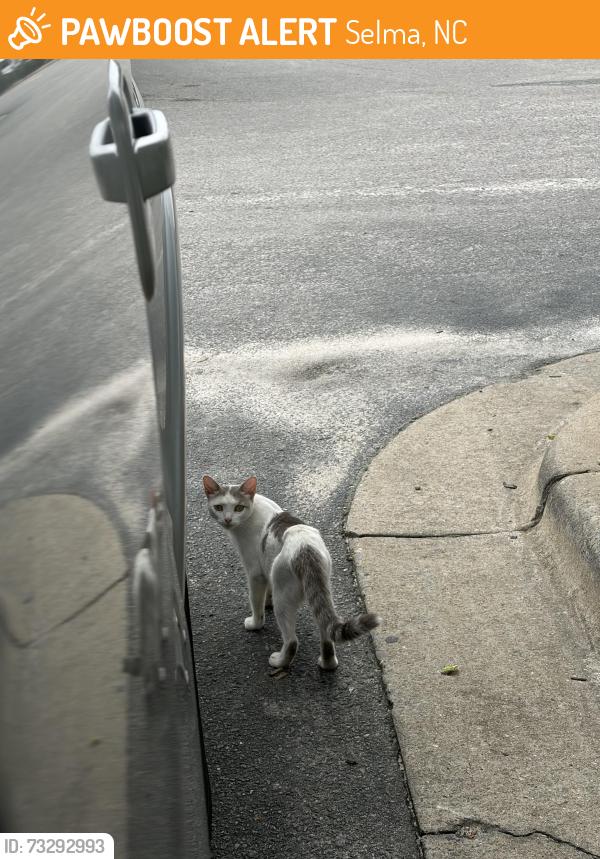 Found/Stray Female Cat last seen Went into a drainage pipe on the McDonald’s property, Selma, NC 27576