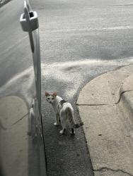 Found/Stray Female Cat last seen Went into a drainage pipe on the McDonald’s property, Selma, NC 27576