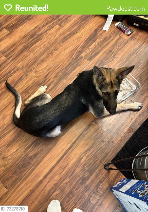Reunited Male Dog last seen Hedgecock Cir, High Point, NC 27265, USA, High Point, NC 27265
