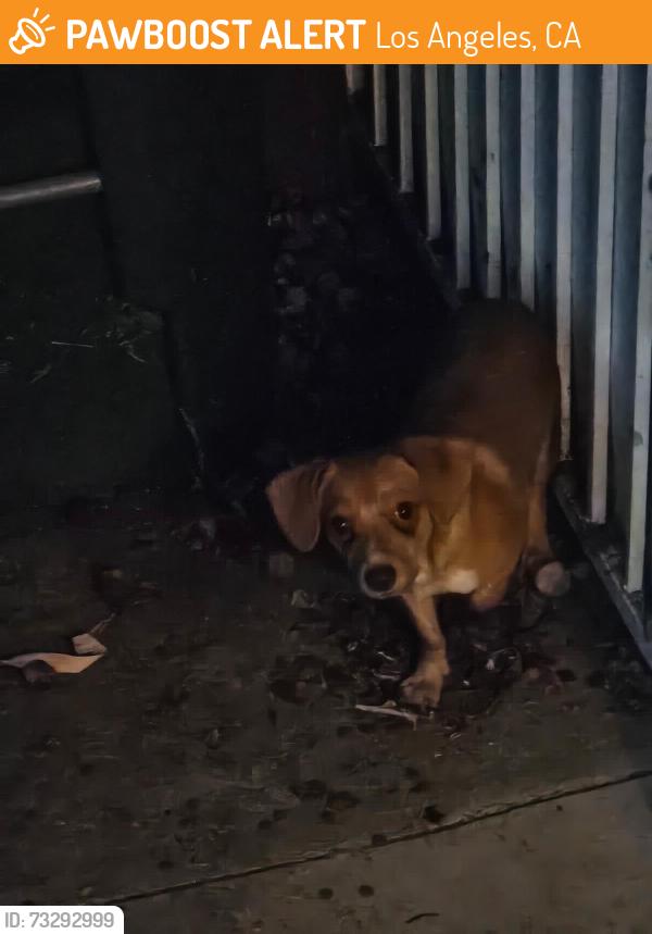 Found/Stray Male Dog last seen Madden Ave, Los Angeles, CA 90044