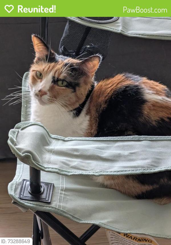 Reunited Female Cat last seen Sf state, San Francisco, CA 94132