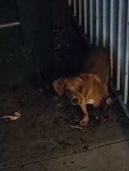 Found/Stray Male Dog last seen Madden Ave, Los Angeles, CA 90044
