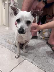 Found/Stray Male Dog last seen Forest of Friendswood, Friendswood, TX 77546