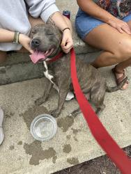 Found/Stray Female Dog last seen Pocohontas dr., Inwood, WV 25428