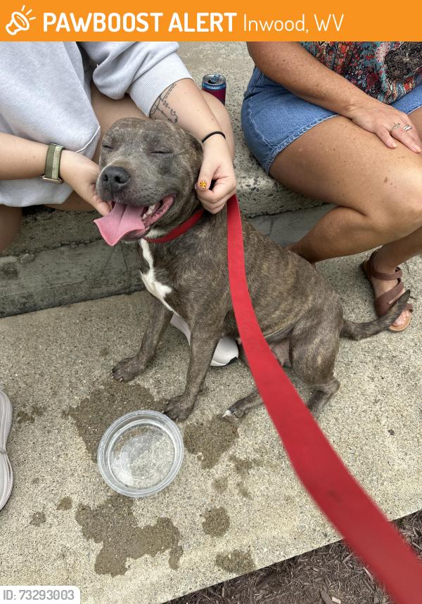 Found/Stray Female Dog last seen Pocohontas dr., Inwood, WV 25428
