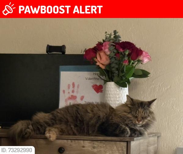 Lost Female Cat last seen E. Glencoe St. & S. College Ave, Inverness Highlands South, FL 34452