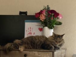 Lost Female Cat last seen E. Glencoe St. & S. College Ave, Inverness Highlands South, FL 34452