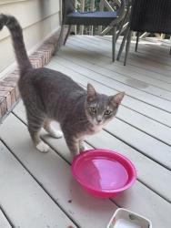 Found/Stray Unknown Cat last seen Lake oak landing cumming ga, Forsyth County, GA 30040