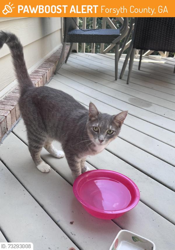 Found/Stray Unknown Cat last seen Lake oak landing cumming ga, Forsyth County, GA 30040