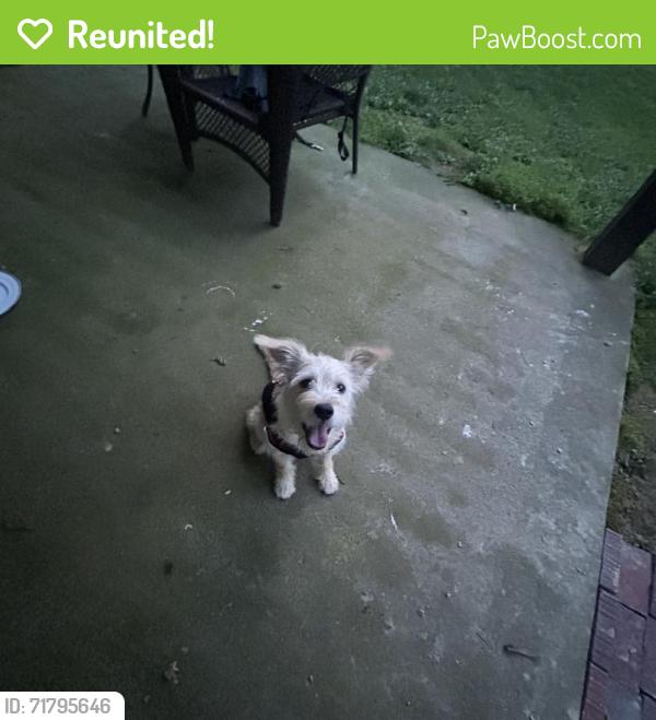 Reunited Male Dog last seen Wildlife ct, Buford, GA 30519