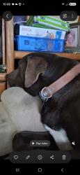 Reunited Female Dog last seen valley blvd., Walnut, CA 91789