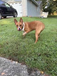 Found/Stray Male Dog last seen Near sorrento, Ballwin, MO 63021