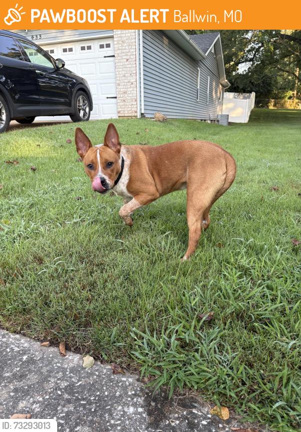 Found/Stray Male Dog last seen Near sorrento, Ballwin, MO 63021