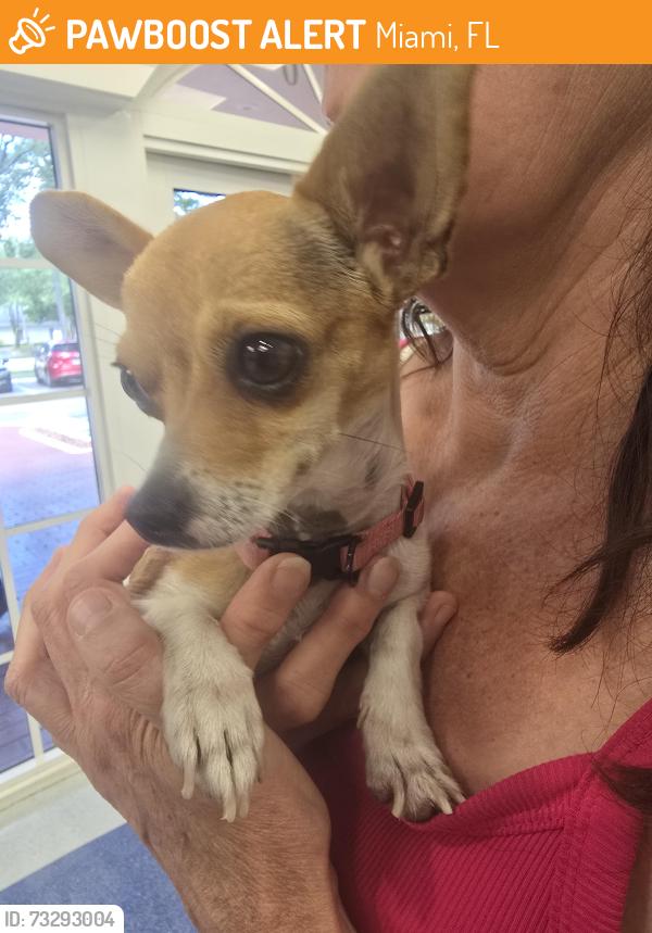 Found/Stray Female Dog last seen Fig tree, Miami, FL 33144