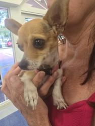 Found/Stray Female Dog last seen Fig tree, Miami, FL 33144