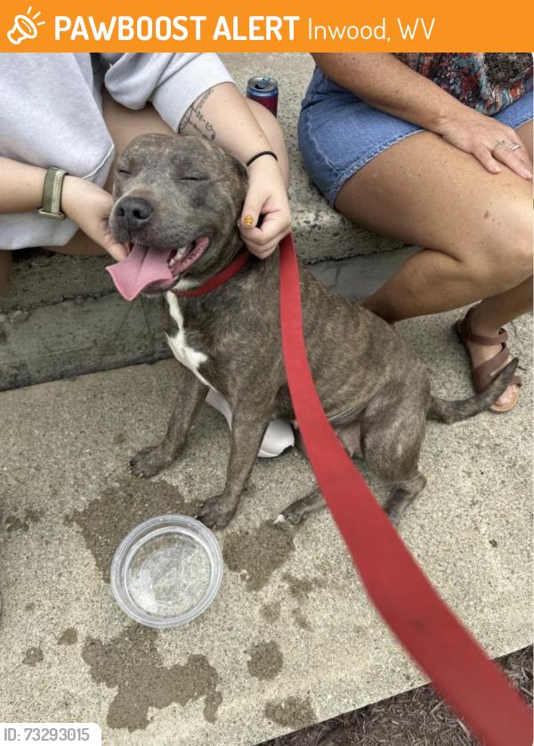 Found/Stray Female Dog last seen Pocohontas dr, Inwood, WV 25428