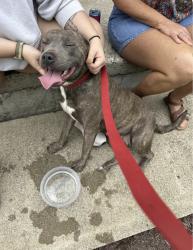 Found/Stray Female Dog last seen Pocohontas dr, Inwood, WV 25428