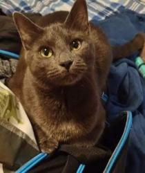 Reunited Male Cat last seen Charles St, Georgetown, MA 01833
