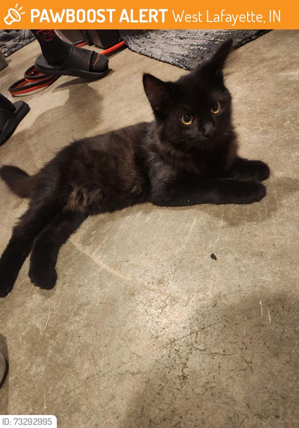 Found/Stray Unknown Cat last seen Halyard Lane, West Lafayette, IN 47906