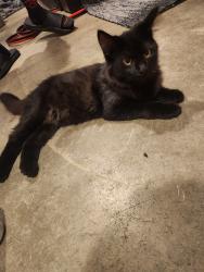Found/Stray Unknown Cat last seen Halyard Lane, West Lafayette, IN 47906