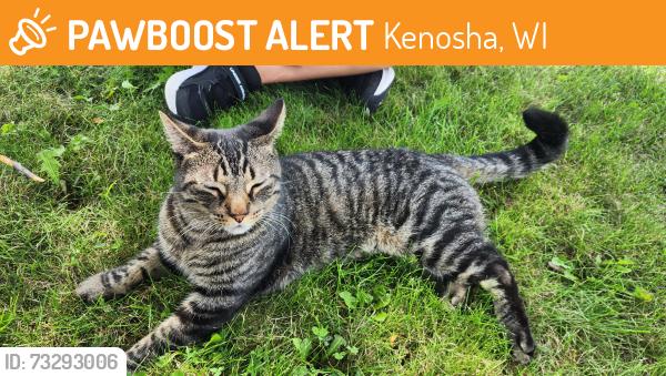 Found/Stray Female Cat last seen Grewenow Elementary, Kenosha, WI 53143