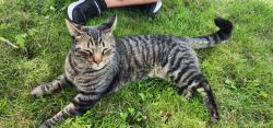 Found/Stray Female Cat last seen Grewenow Elementary, Kenosha, WI 53143