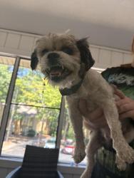 Found/Stray Male Dog last seen The overlook at sandy springs, Atlanta, GA 30350