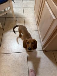 Reunited Male Dog last seen Rio grande and Indian school nw, Albuquerque, NM 87107