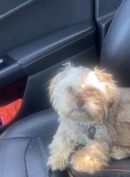 Reunited Female Dog last seen West end of davenport, Davenport, IA 52804