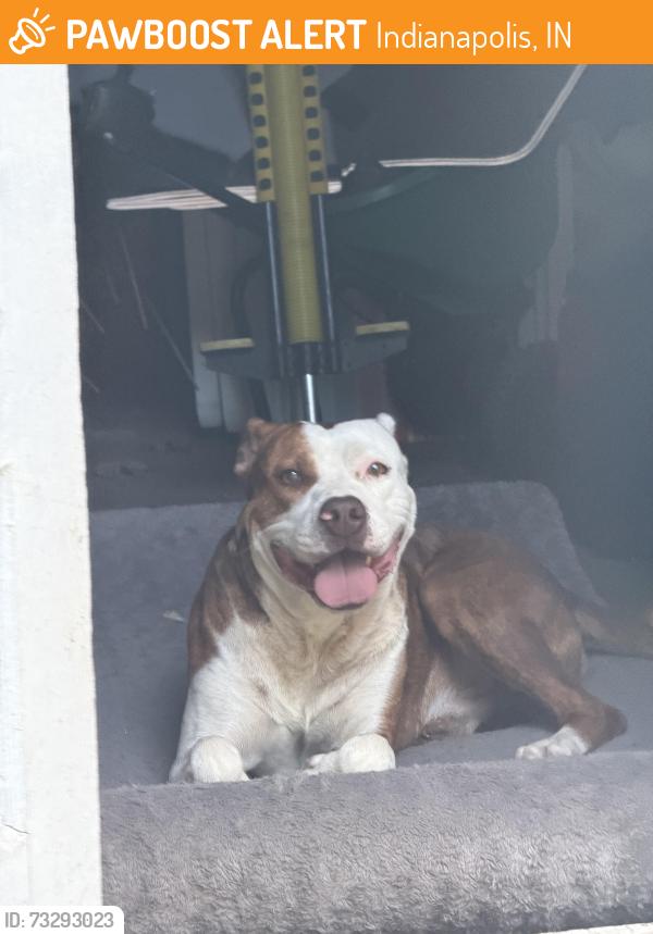 Found/Stray Male Dog last seen Norway and Poplar, Indianapolis, IN 46219