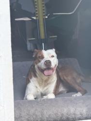 Found/Stray Male Dog last seen Norway and Poplar, Indianapolis, IN 46219