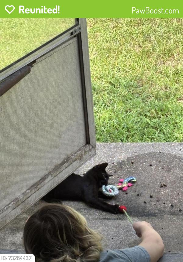 Reunited Female Cat last seen S Eastern St, S Meade St, East 1st St, Greenville, NC 27858