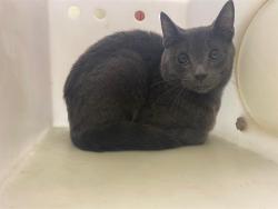 Shelter Stray Male Cat last seen Near BLOCK S 16TH ST, 3839 W Burnham St, West Milwaukee, WI 53215, USA