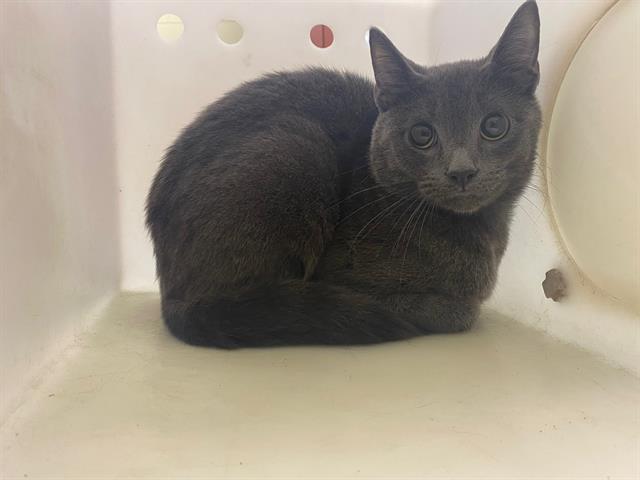 Shelter Stray Male Cat last seen Near BLOCK S 16TH ST, 3839 W Burnham St, West Milwaukee, WI 53215, USA