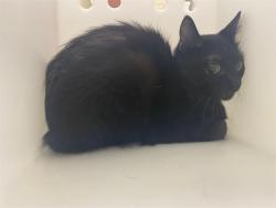 Shelter Stray Male Cat last seen Near BLOCK S 16TH ST, 3839 W Burnham St, West Milwaukee, WI 53215, USA